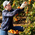 Ηλεία: 3.500 παραγωγοί εσπεριδοειδών ζητούν «ασπίδα» απέναντι σε εισαγωγές και ελληνοποιήσεις