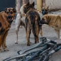 Πάτρα: Αδέσποτο δάγκωσε ποδηλάτη