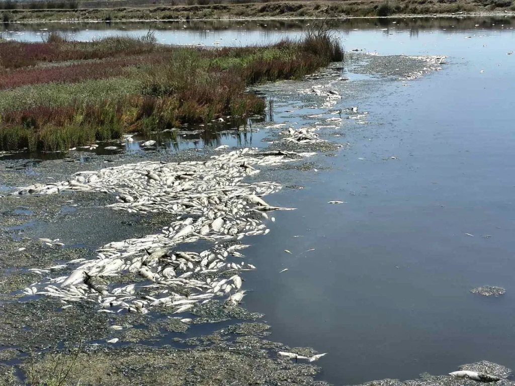 Αχαΐα: Χιλιάδες νεκρά ψάρια ξεβράστηκαν στη λιμνοθάλασσα της Καλόγριας