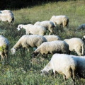Αχαϊα: Κρούσμα ευλογιάς στο Μάνεσι