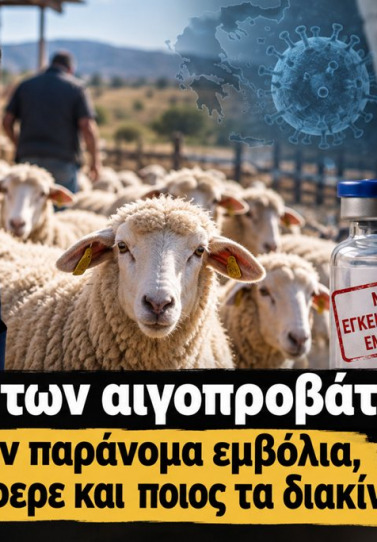 Ευλογιά των αιγοπροβάτων: Αν υπήρχαν παράνομα εμβόλια, ποιος τα έφερε και ποιος τα διακίνησε