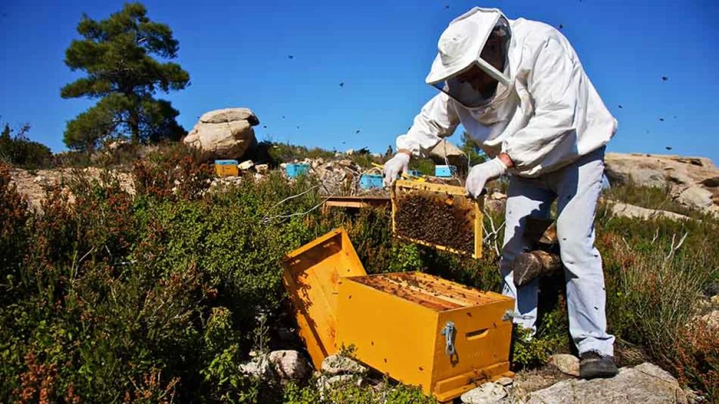 «Συναγερμός για το μέλι» – Το διπλό πλήγμα που αντιμετωπίζουν οι Αχαιοί μελισσοκόμοι