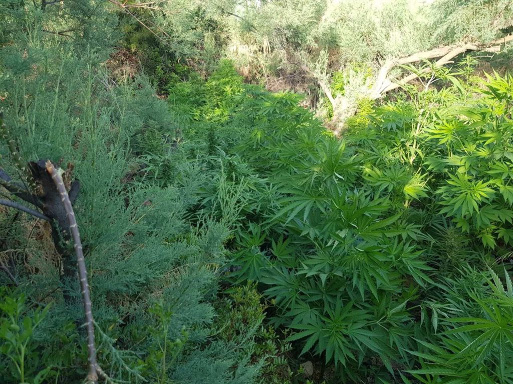 Καλαμάτα: Εντοπίστηκε φυτεία με 505 δενδρύλλια κάνναβης – Συνελήφθη 46χρονος